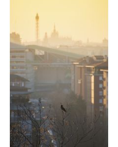 Francesco Langiulli, Gli alberi spogli d'autunno e il Duomo