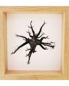 Michael Loos, Montale Oak (from under),  pigmented ink photographic print on Hahnemühle paper, 22x22 cm (26x26 cm with frame), 2012