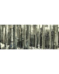 Tiziana Vanetti, Wild 1, acrilico su tela, 30x70 cm