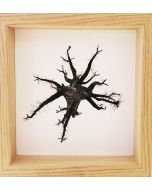 Michael Loos, Montale Oak (from under), stampa fotografica ad inchiostro pigmentato su carta Hahnemühle, 22x22 cm (26x26 cm con cornice), 2012
